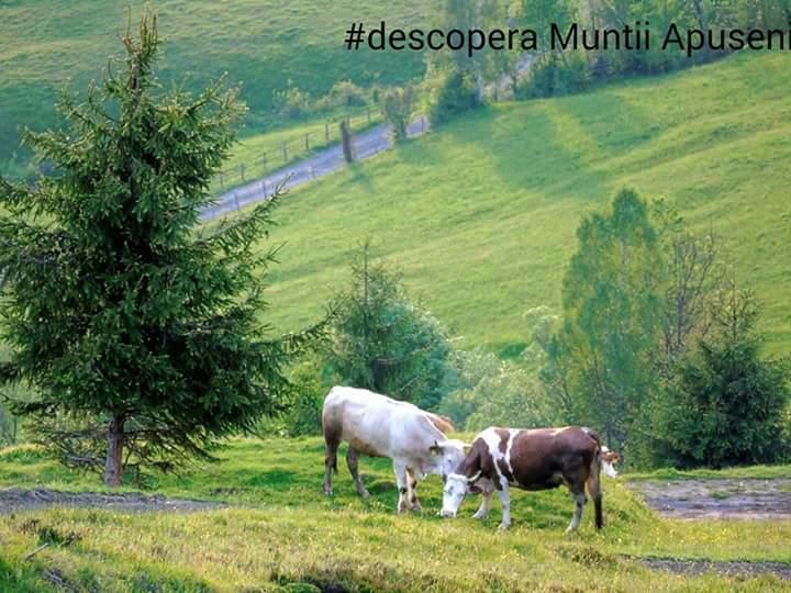 Casă la țară Casa Cristalina&dumi *